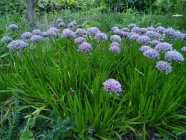 Allium senescens ssp. senescens Rauklaukgu tüüpalamliik